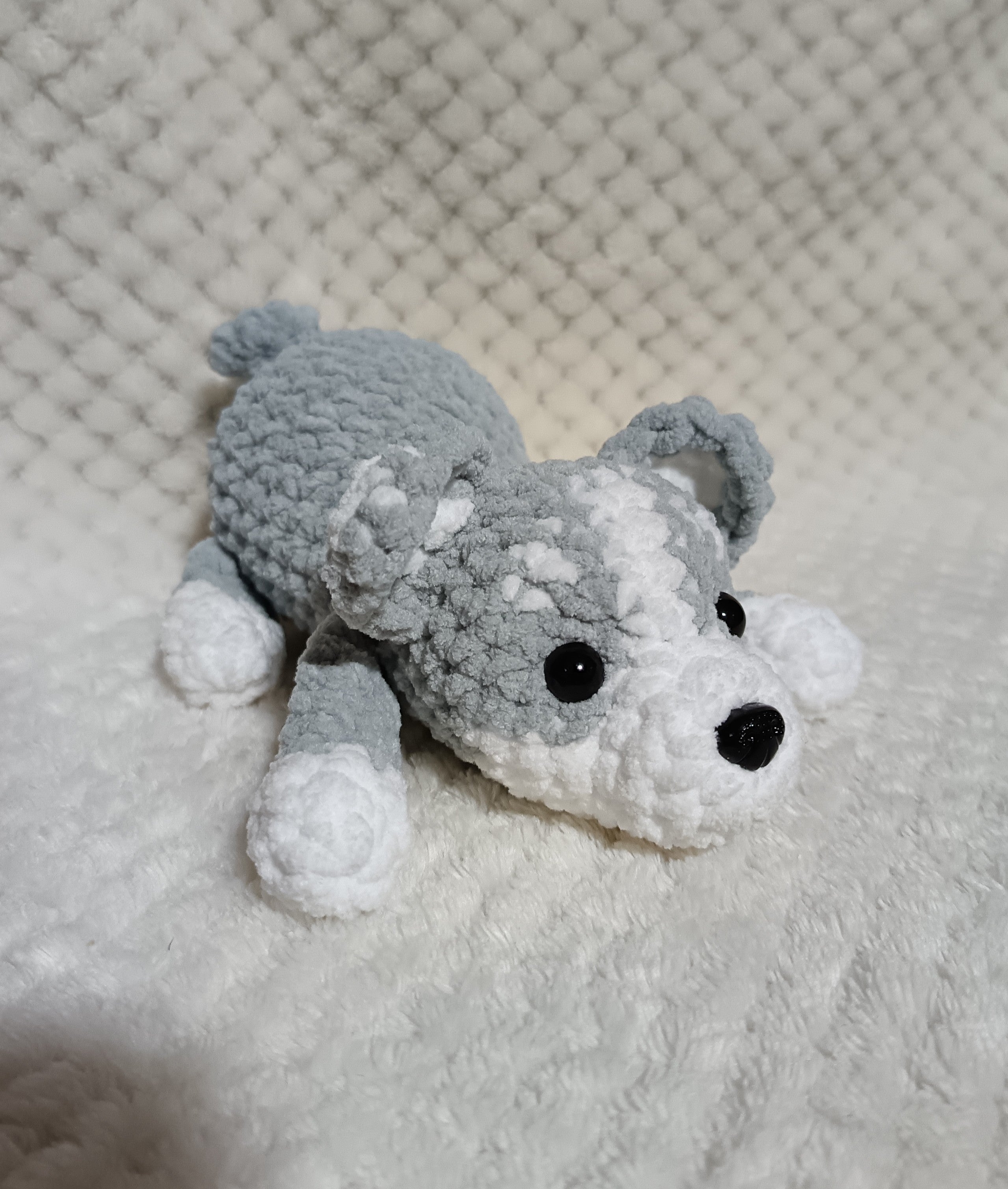 Chiot husky allongé