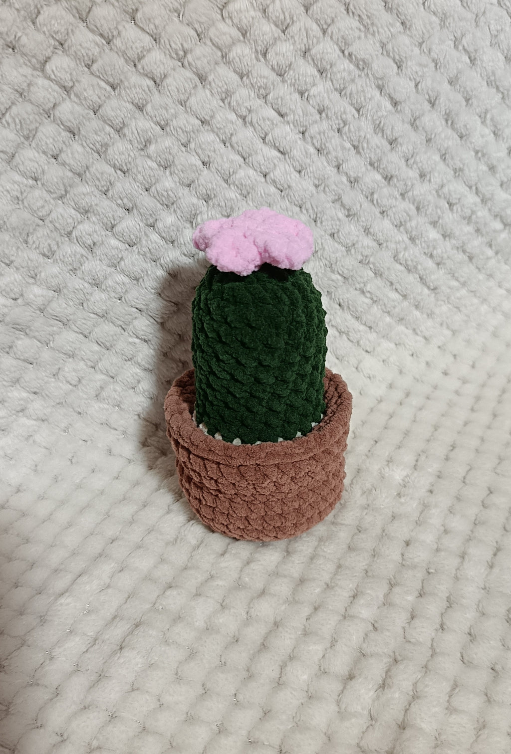 Petit Cactus