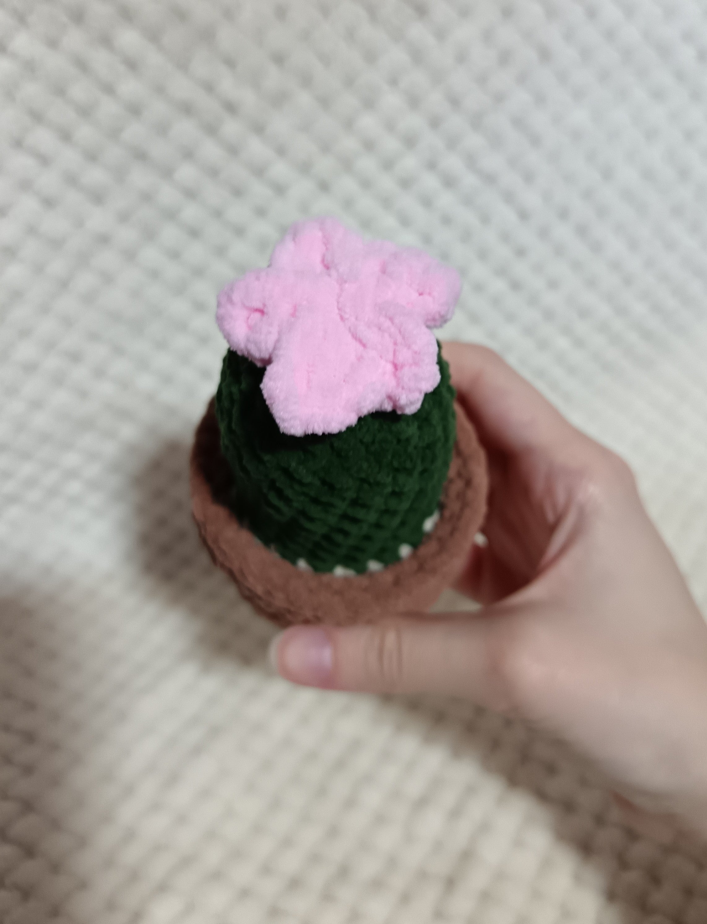 Petit Cactus