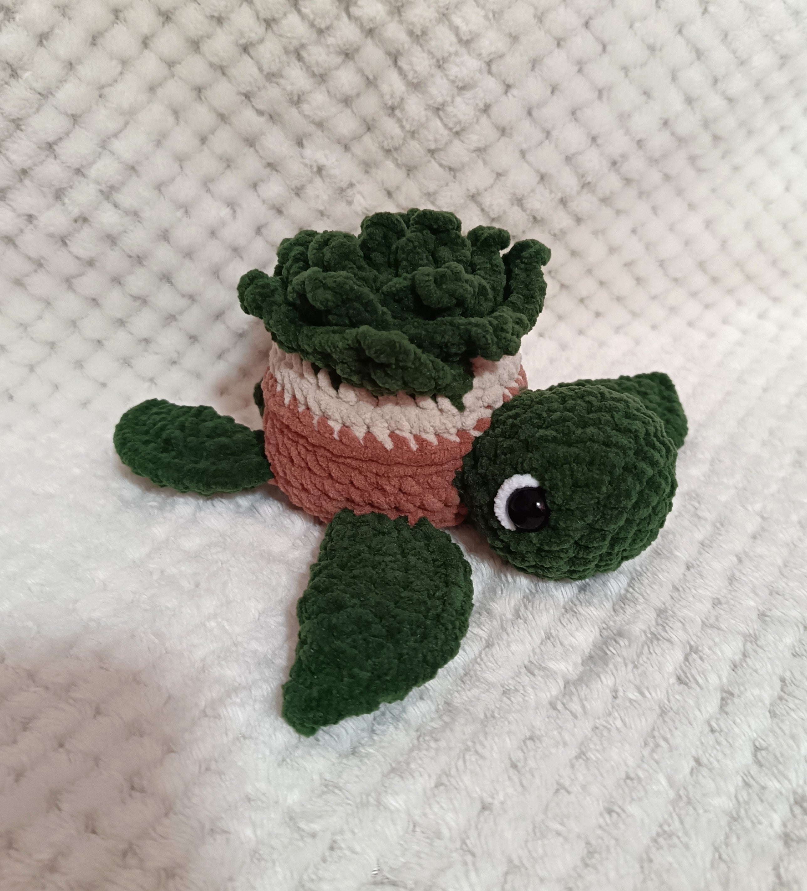 Tortue Succulente